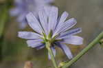 Chicory